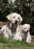 LABRADOR 1047